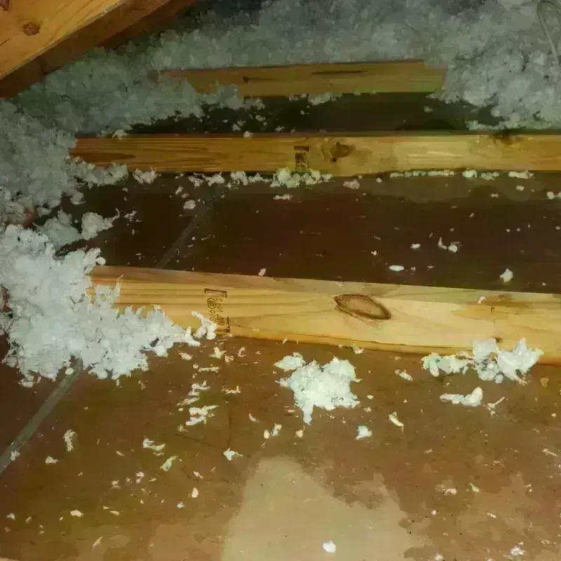 Attic Water Damage in Pine Prairie, LA