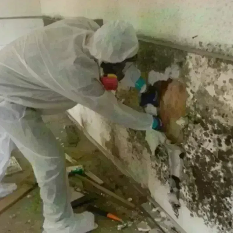 Mold Remediation and Removal in Pine Prairie, LA